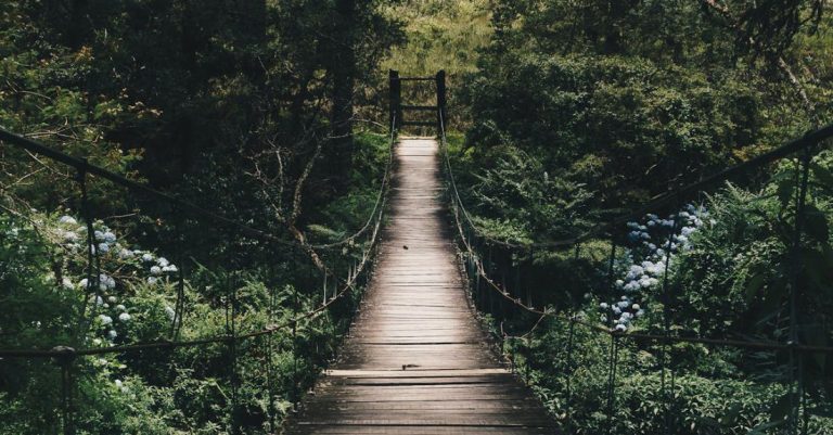 Forest - Black Hanging Bridge Surrounded by Green Forest Trees