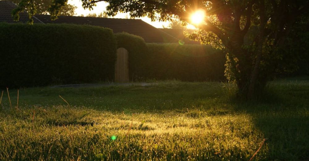 Backyard - Green Grass Field