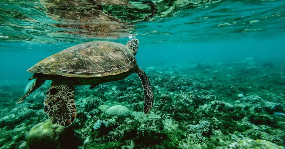 Habitats - Photo of a Turtle Swimming Underwater