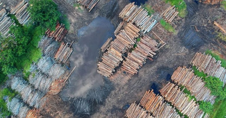 Deforestation - Bird's Eye View of Woodpile