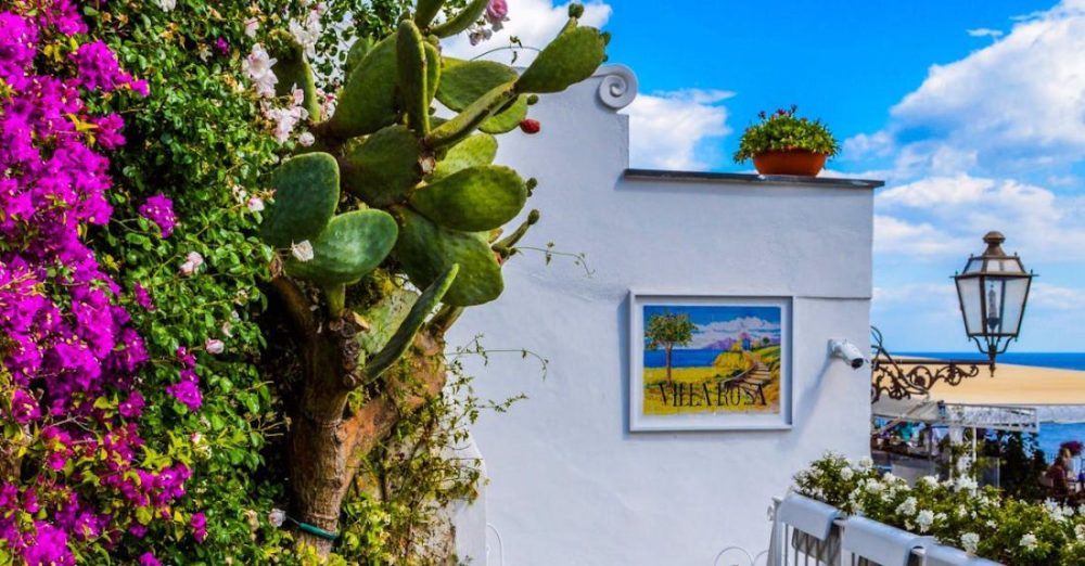 Garden - Veranda Surrounded by Green Cactus and Pink Bougainvillea