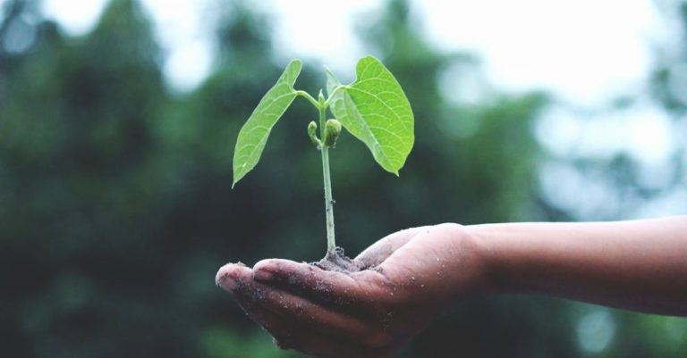 Seeds - Person Holding A Green Plant