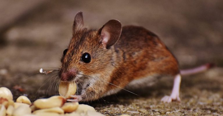 Pest Control - Macro Photo of Brown Rat