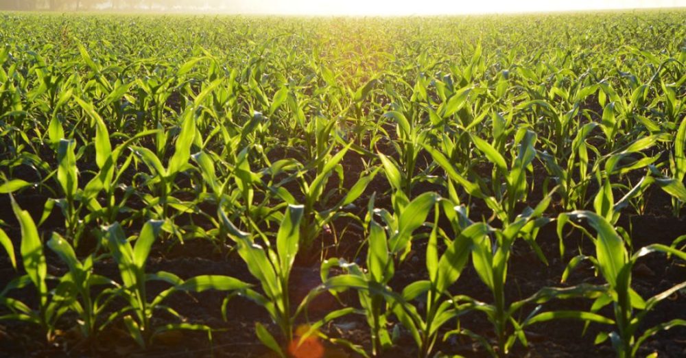 Crops - Corn Field during Daytime