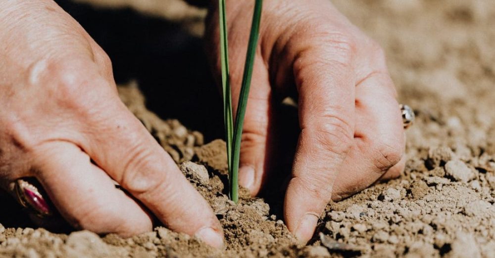 Fertilizers - Crop faceless woman planting seedling into soil