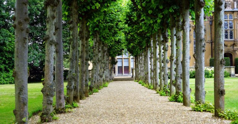 Garden - Pathway Between Trees Towards House