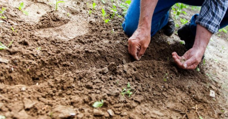 Planting - Man Planting Plant