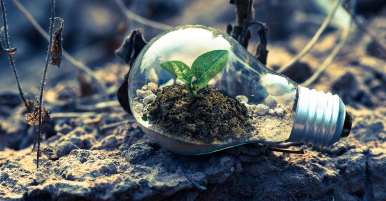 Environment - Clear Light Bulb Planter on Gray Rock