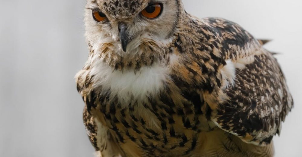 Biodiversity - Tawny Owl