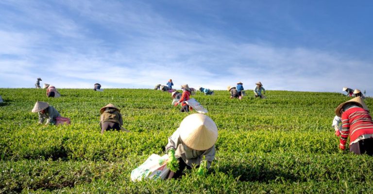 Harvesting - People Harvesting